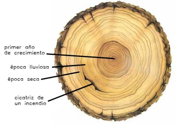 La vida de un árbol | imagen: cmmedia.es