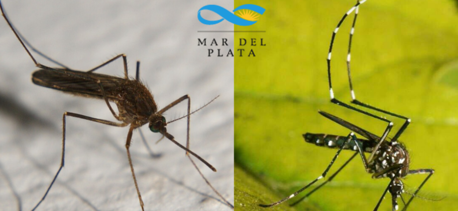 Mosquitos Culex Pipiens y Aedes Aegyptis. Fotografías: gentileza de Gaston Zubaran.